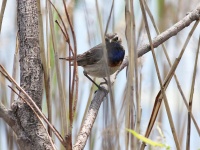 2016-05-24 13h51m10 - Blauwborst - Aat Bender
